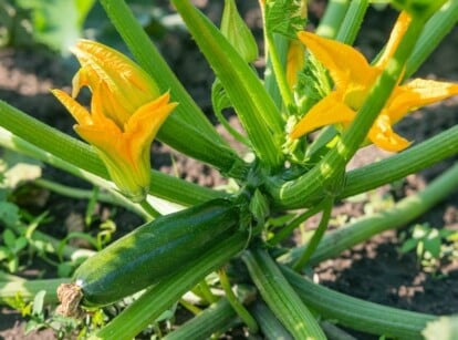 zucchini companion plants