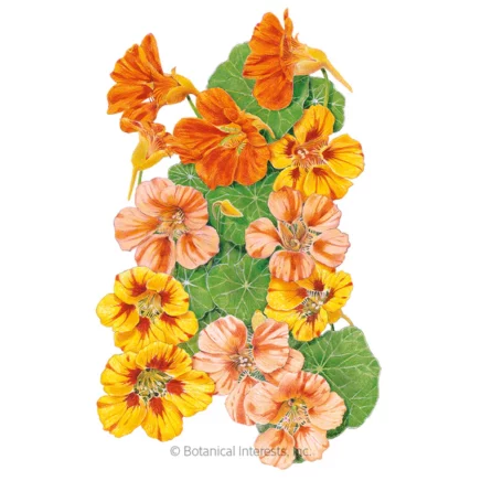 Fiesta Blend edible nasturtiums dazzle in peach and warm coral to rusty oranges.